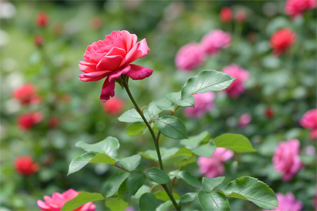 以r开头的英语单词