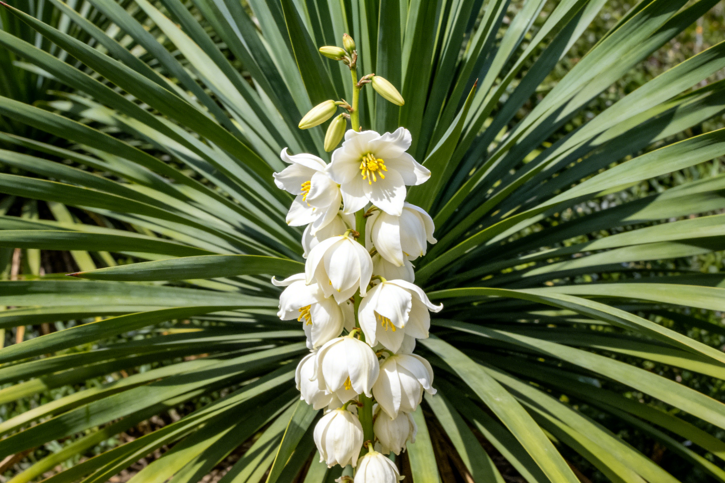 以y开头的英语单词