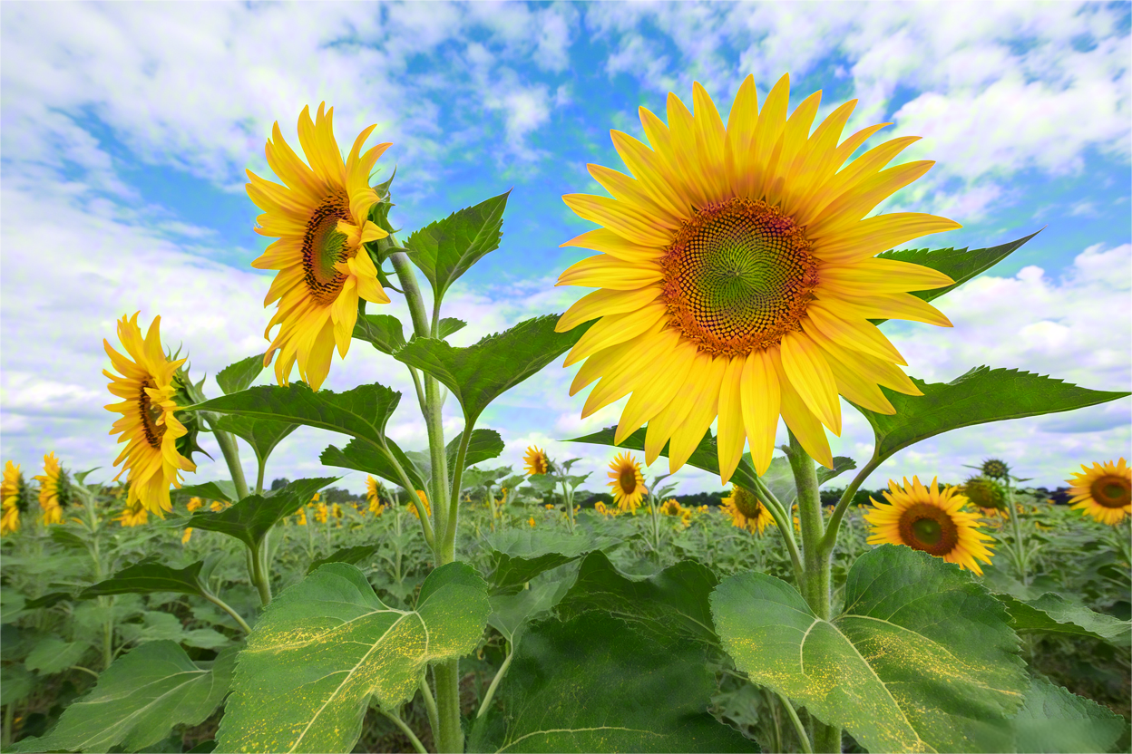 以s开头的英语单词
