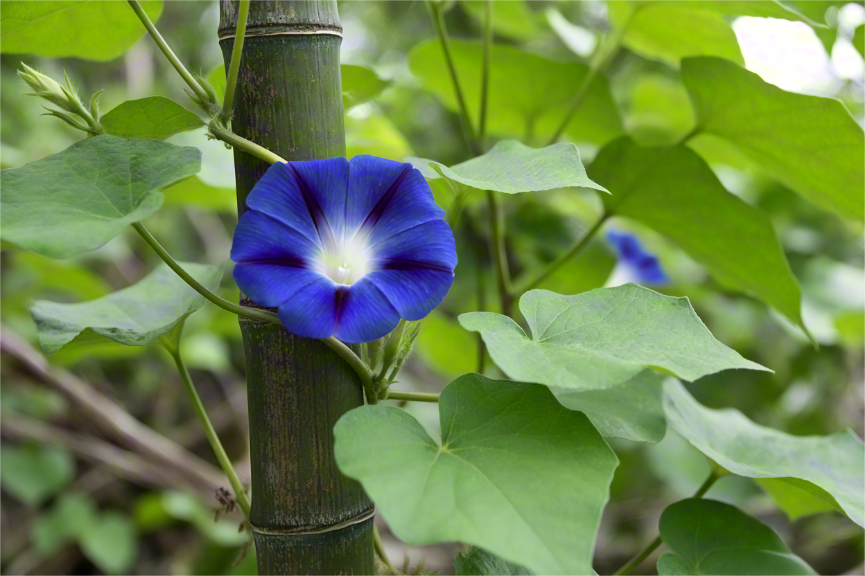 以m开头的英语单词