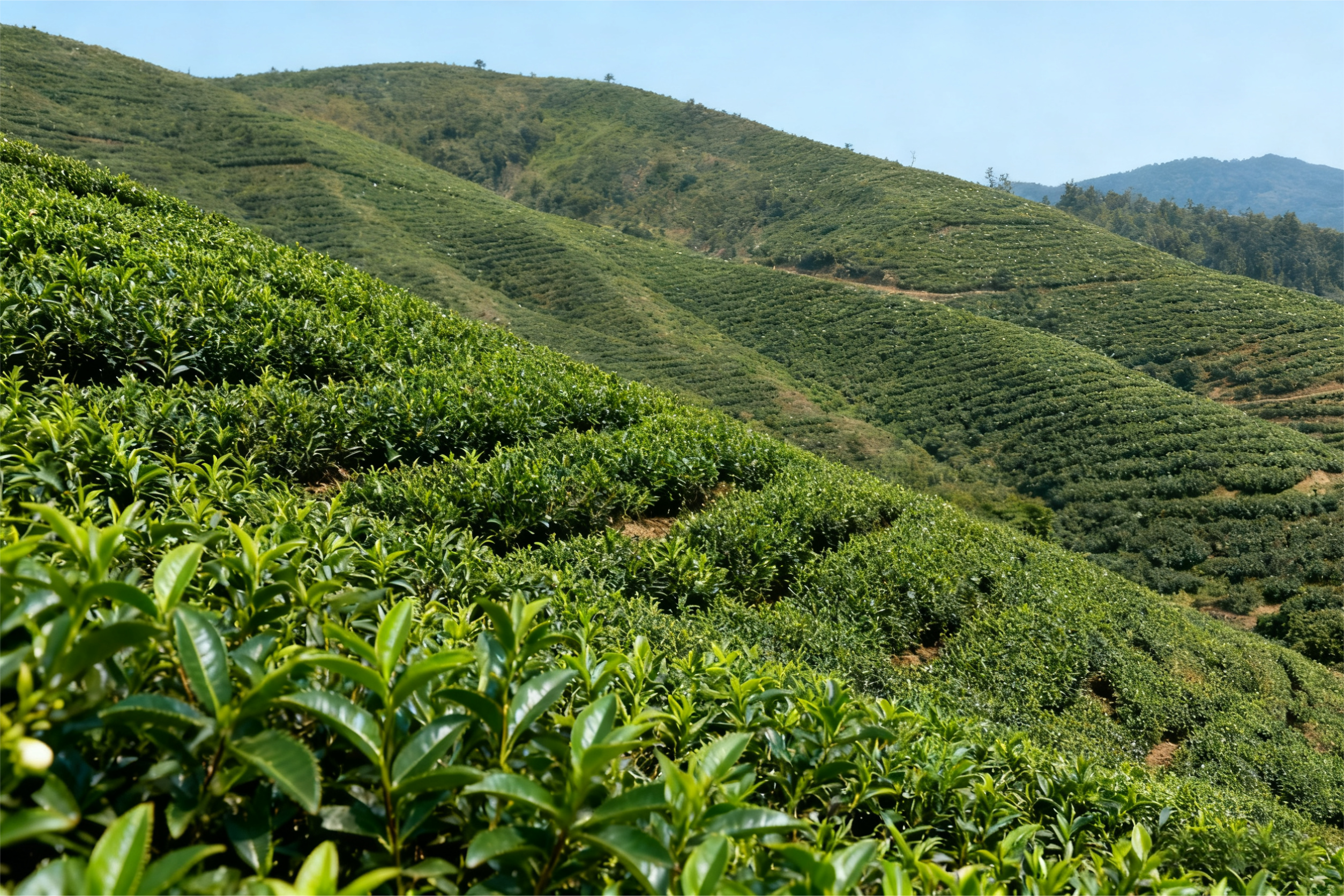 以t开头的英语单词