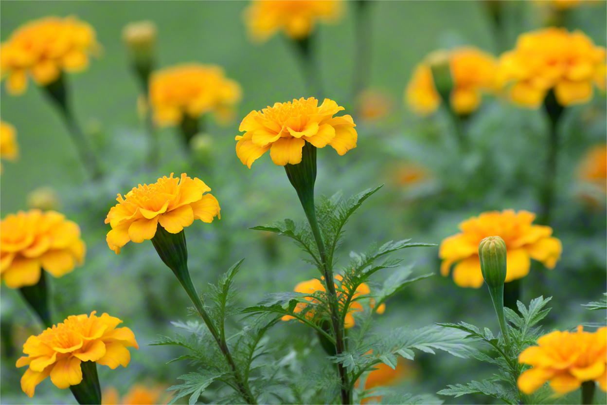 以m开头的英语单词